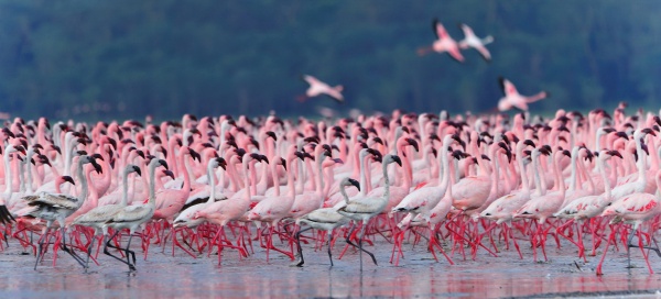 Кения Розовые фламинго и Масаи