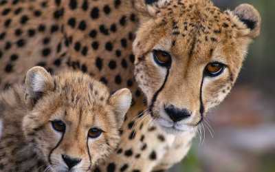 Намибия Путешествие через 5 стран Южной Африки