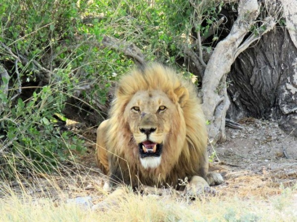 Замбия Путешествие по Намибии, Замбии, Зимбабве и Ботсване