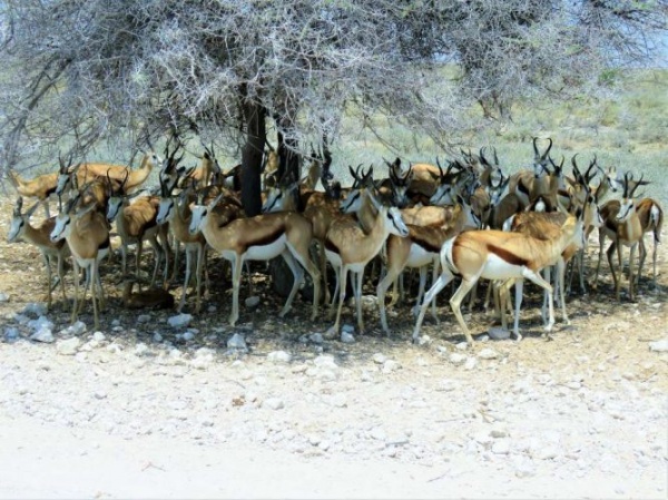 Замбия Путешествие по Намибии, Замбии, Зимбабве и Ботсване