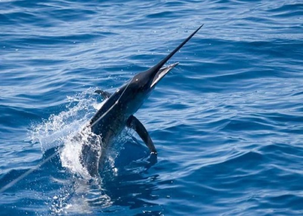 Коста-Рика Рыбалка в Коста-Рике