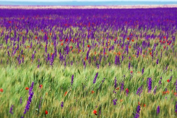 Украина Аскания Нова