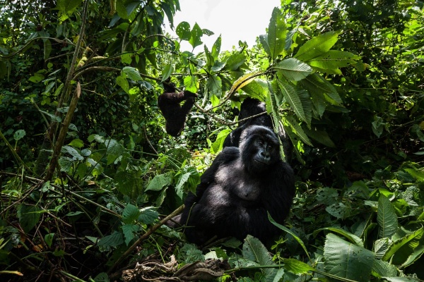 Уганда: стежиною горил