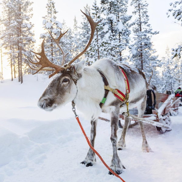 Финляндия Рованиеми стандартный тур с проживанием в отеле