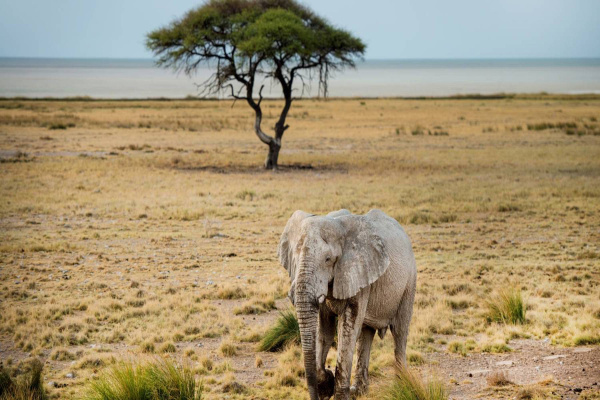 Соссусвлей, Эронго и Этоша