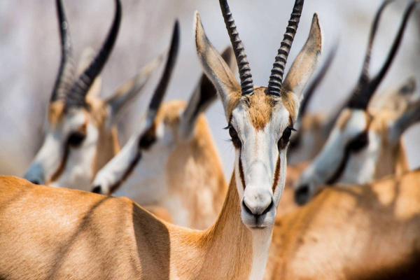 Намибия Намибия: От пустыни до национальных парков