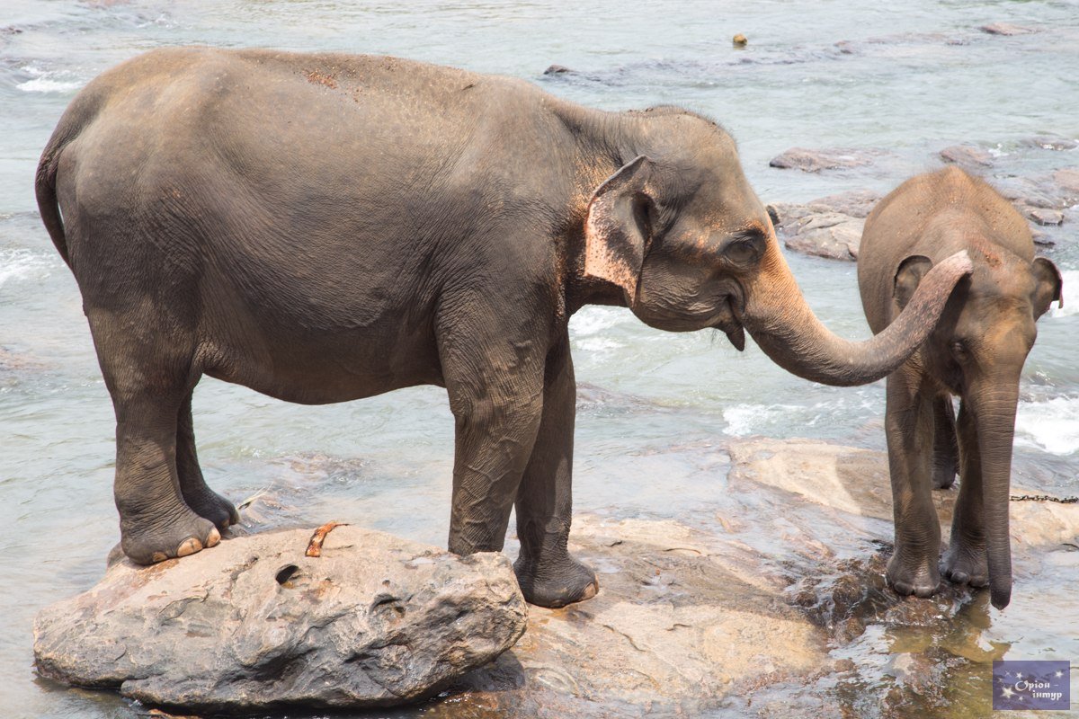 Животные Шри-Ланки, купить тур в Шри-Ланку, лучшие отели Калутары