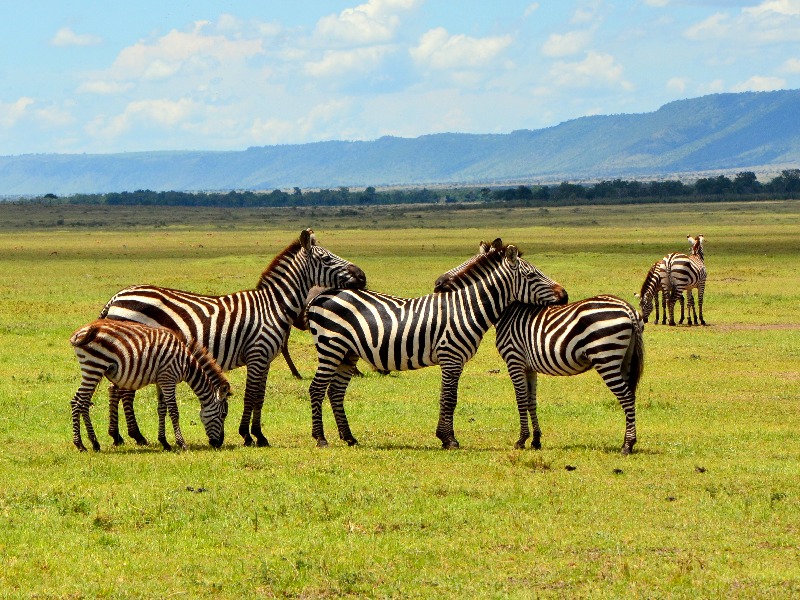 кения, отдых в кении, экзотика, туры в кению 